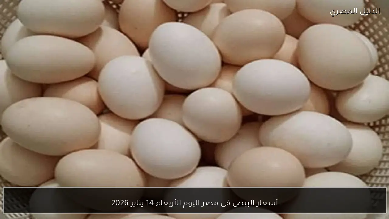 أسعار البيض في مصر اليوم الأربعاء 14 يناير 2026