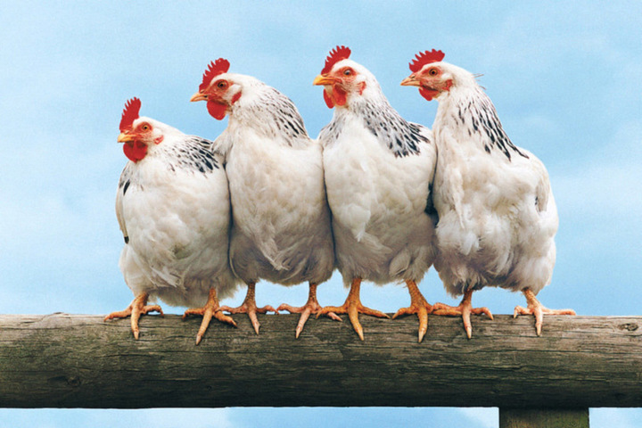 أسعار الفراخ اليوم، الدليل المصري