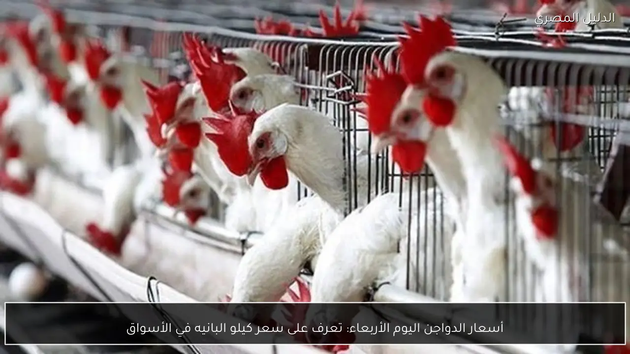 أسعار الدواجن اليوم الأربعاء: تعرف على سعر كيلو البانيه في الأسواق