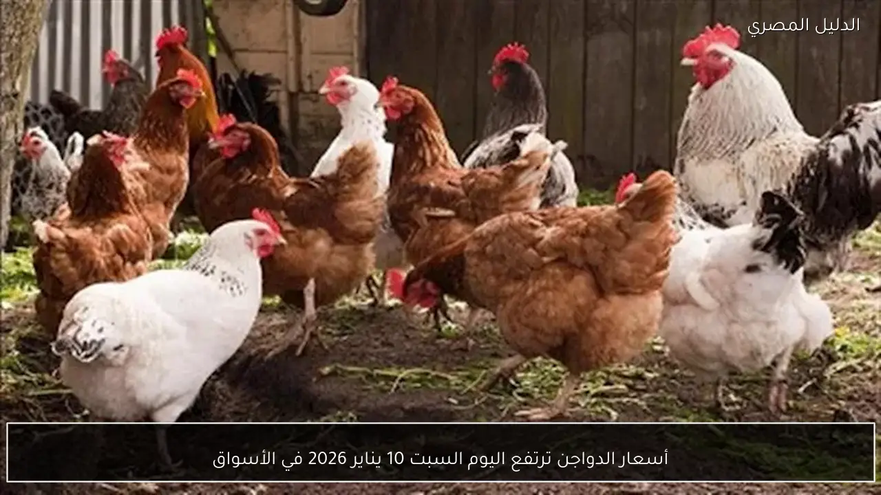أسعار الدواجن ترتفع اليوم السبت 10 يناير 2026 في الأسواق