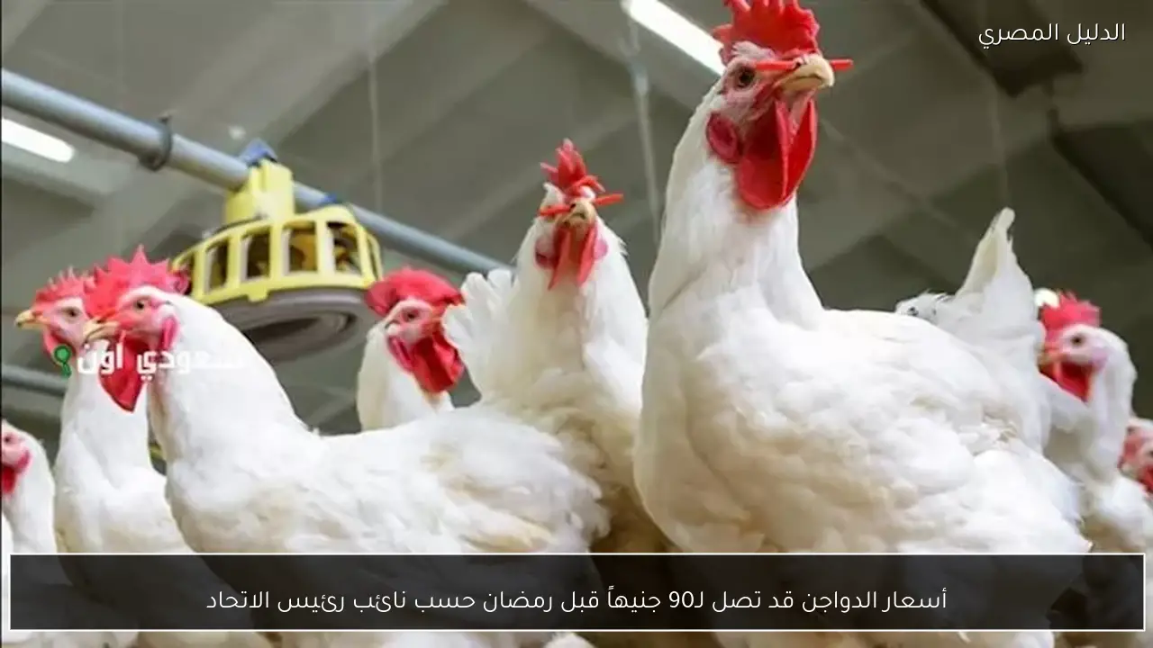 أسعار الدواجن قد تصل لـ90 جنيهاً قبل رمضان حسب نائب رئيس الاتحاد