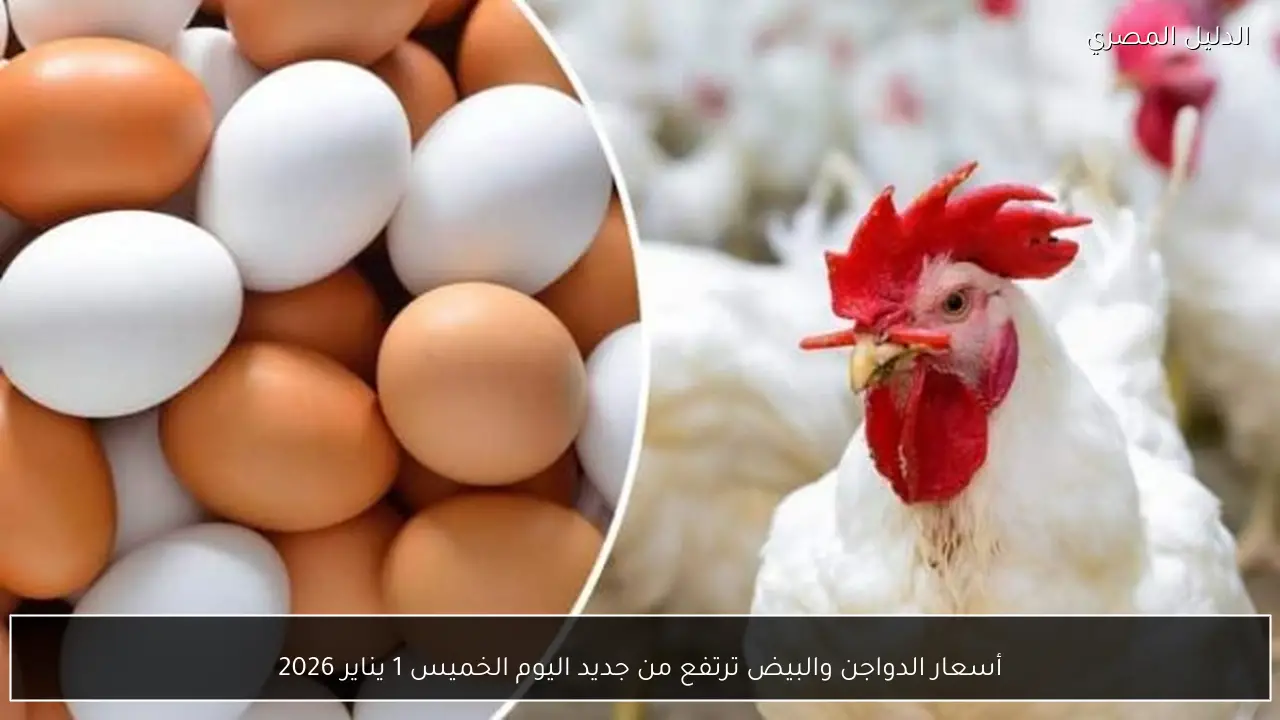 أسعار الدواجن والبيض ترتفع من جديد اليوم الخميس 1 يناير 2026