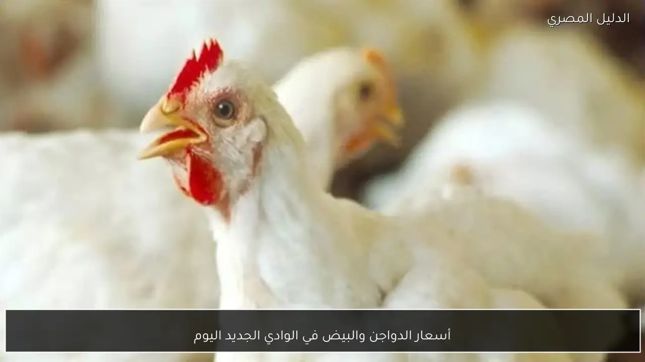أسعار الدواجن والبيض في الوادي الجديد اليوم