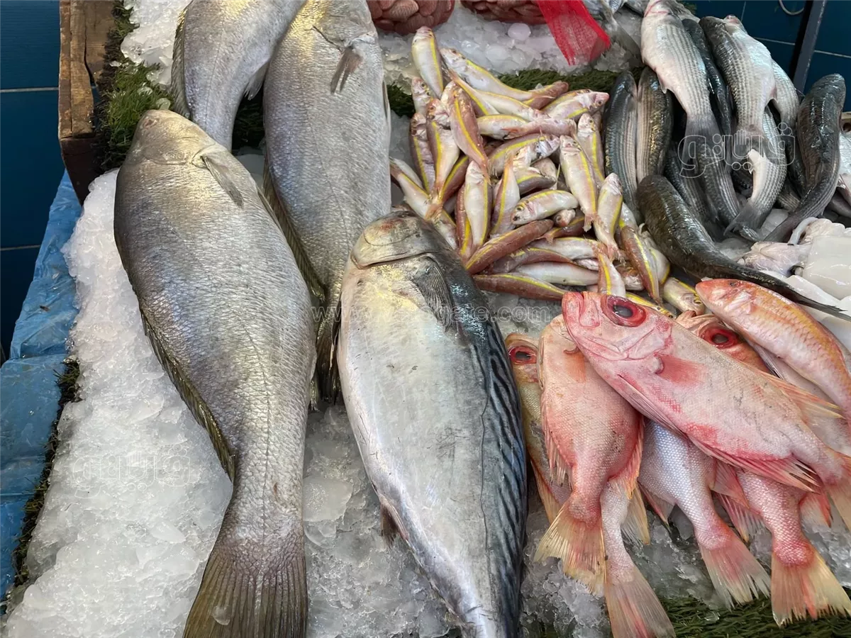 سعر السمك اليوم، الدليل المصري