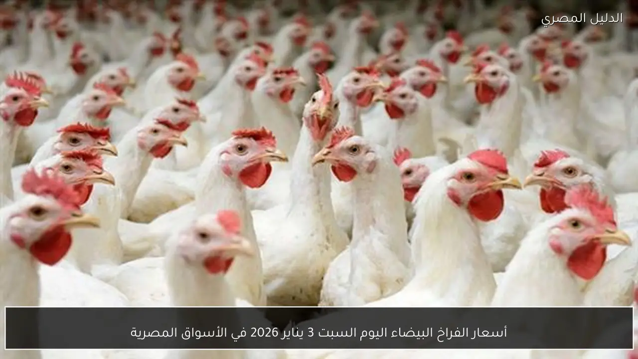 أسعار الفراخ البيضاء اليوم السبت 3 يناير 2026 في الأسواق المصرية