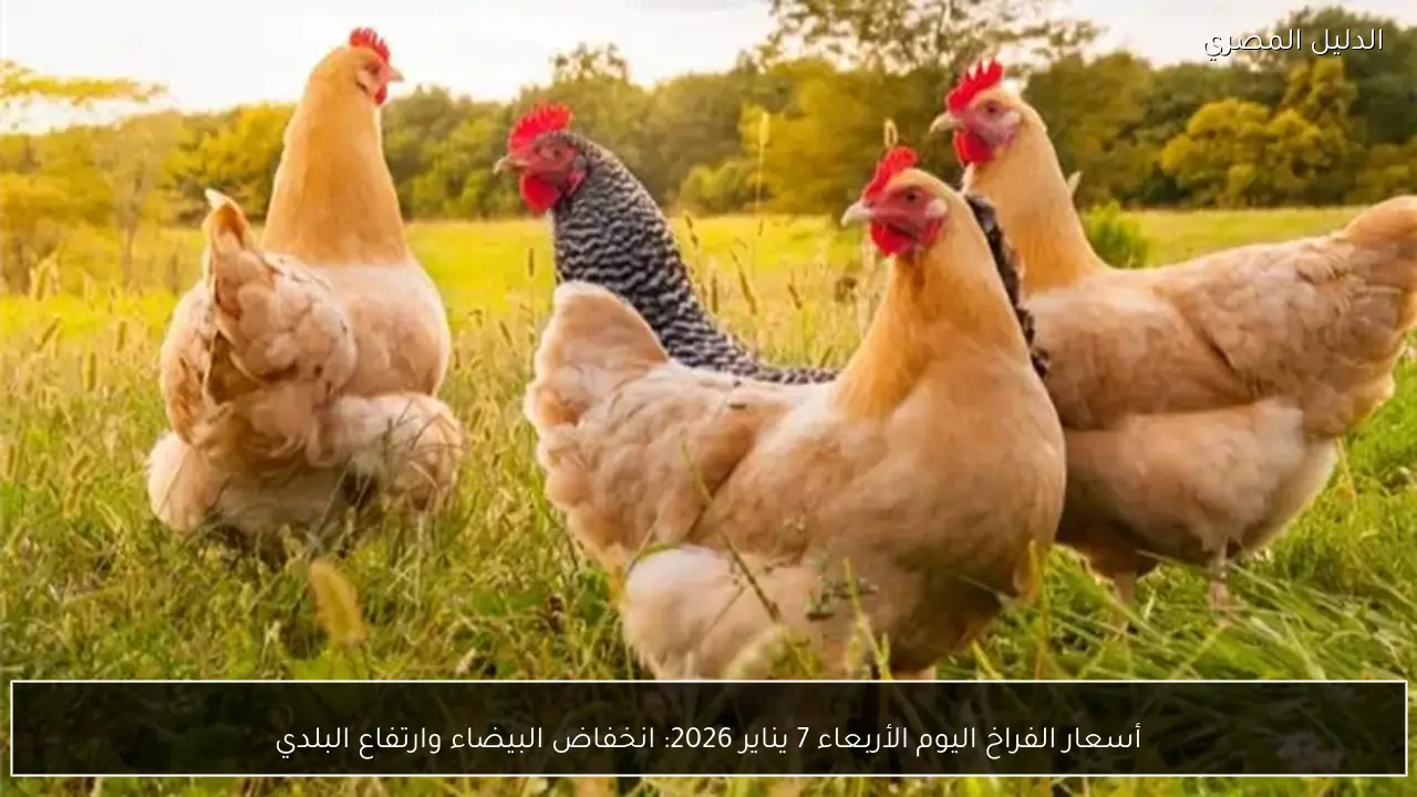 أسعار الفراخ اليوم الأربعاء 7 يناير 2026: انخفاض البيضاء وارتفاع البلدي