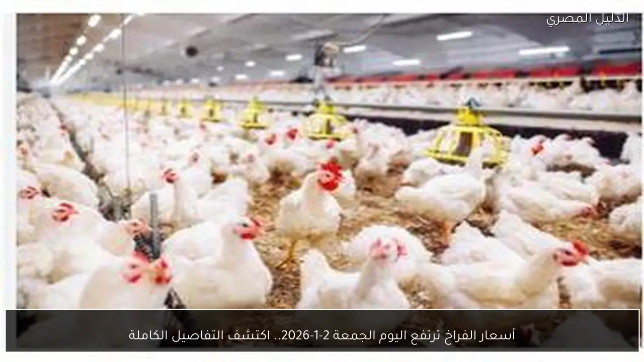 أسعار الفراخ ترتفع اليوم الجمعة 2-1-2026.. اكتشف التفاصيل الكاملة