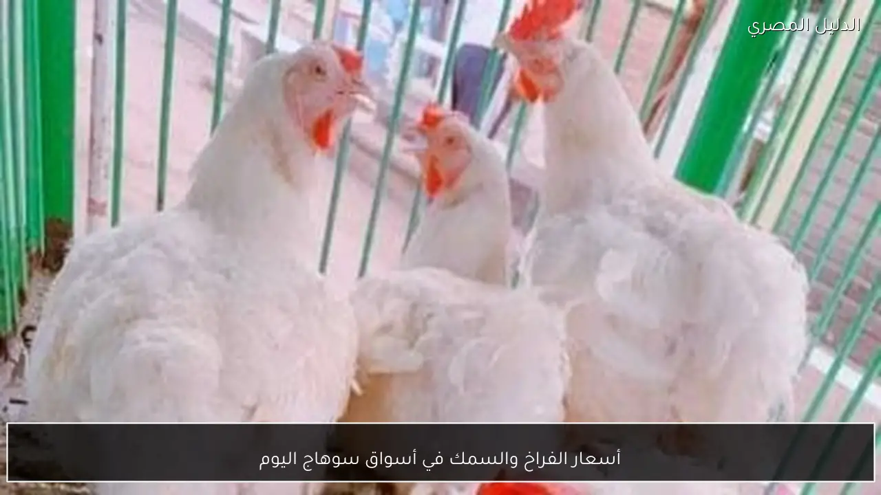 أسعار الفراخ والسمك في أسواق سوهاج اليوم