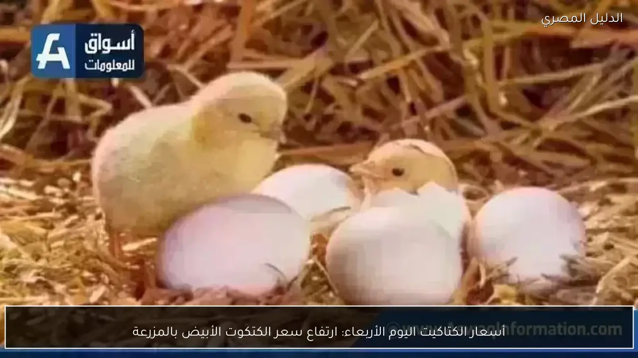 أسعار الكتاكيت اليوم الأربعاء: ارتفاع سعر الكتكوت الأبيض بالمزرعة