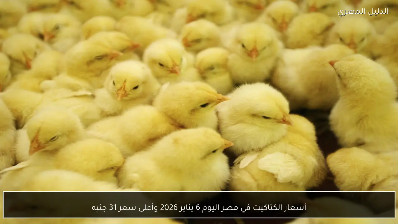 أسعار الكتاكيت في مصر اليوم 6 يناير 2026 وأعلى سعر 31 جنيه