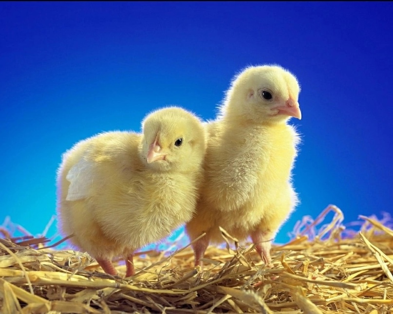 أسعار الكتكوت اليوم، الدليل المصري