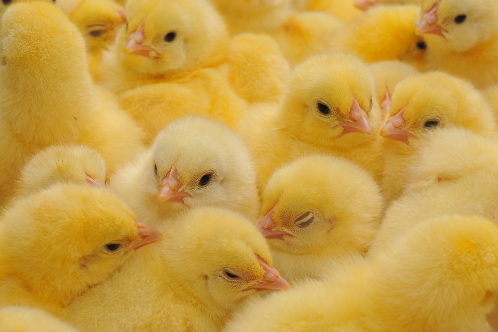 أسعار الكتكوت اليوم، الدليل المصري