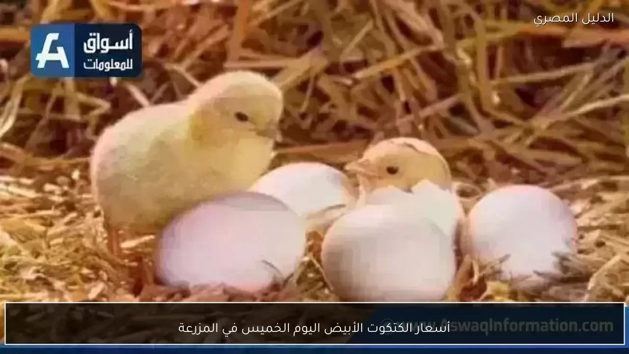 أسعار الكتكوت الأبيض اليوم الخميس في المزرعة