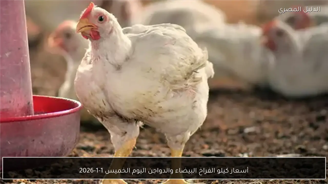 أسعار كيلو الفراخ البيضاء والدواجن اليوم الخميس 1-1-2026