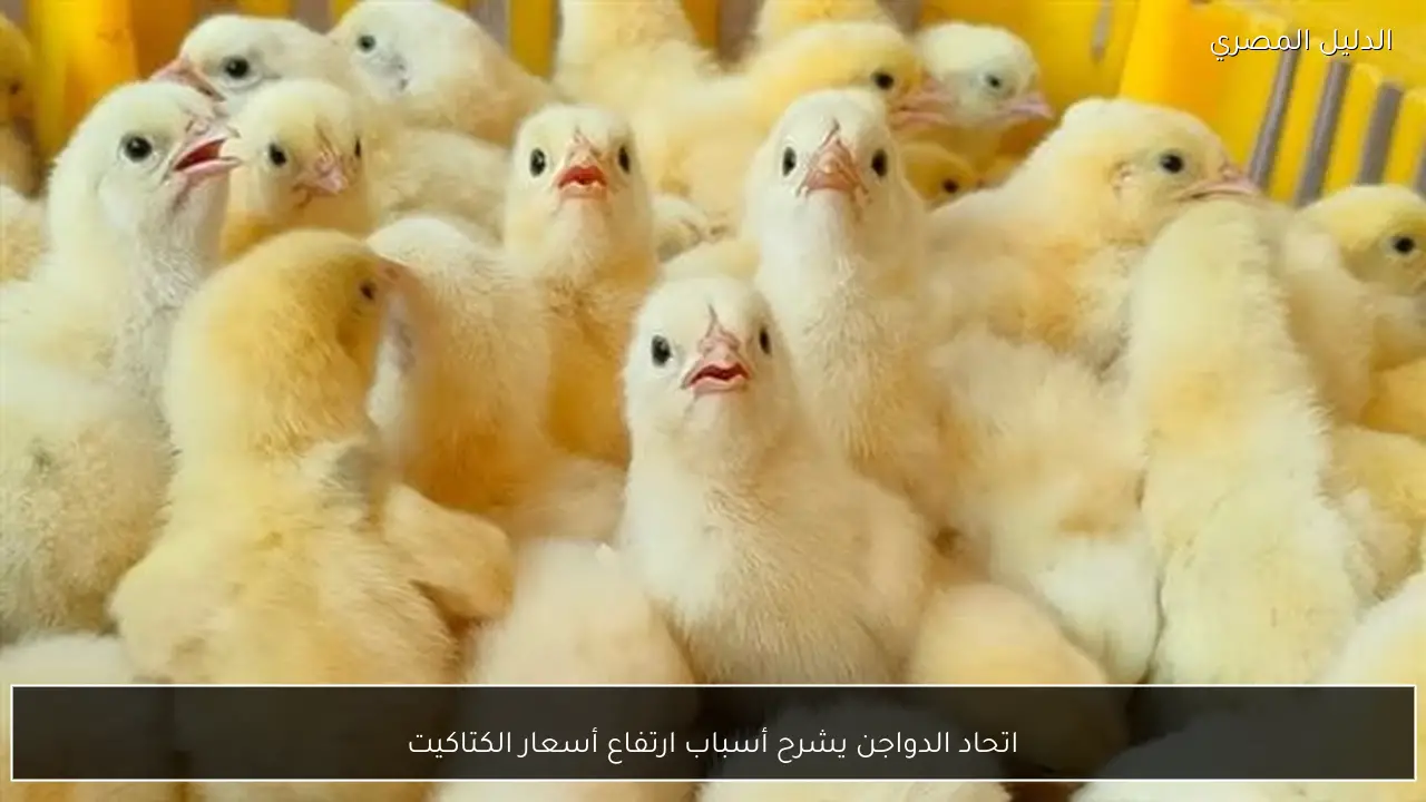 اتحاد الدواجن يشرح أسباب ارتفاع أسعار الكتاكيت