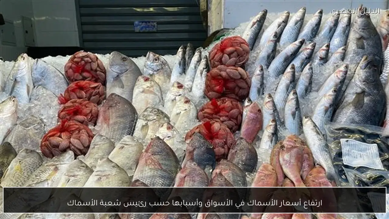 ارتفاع أسعار الأسماك في الأسواق وأسبابها حسب رئيس شعبة الأسماك