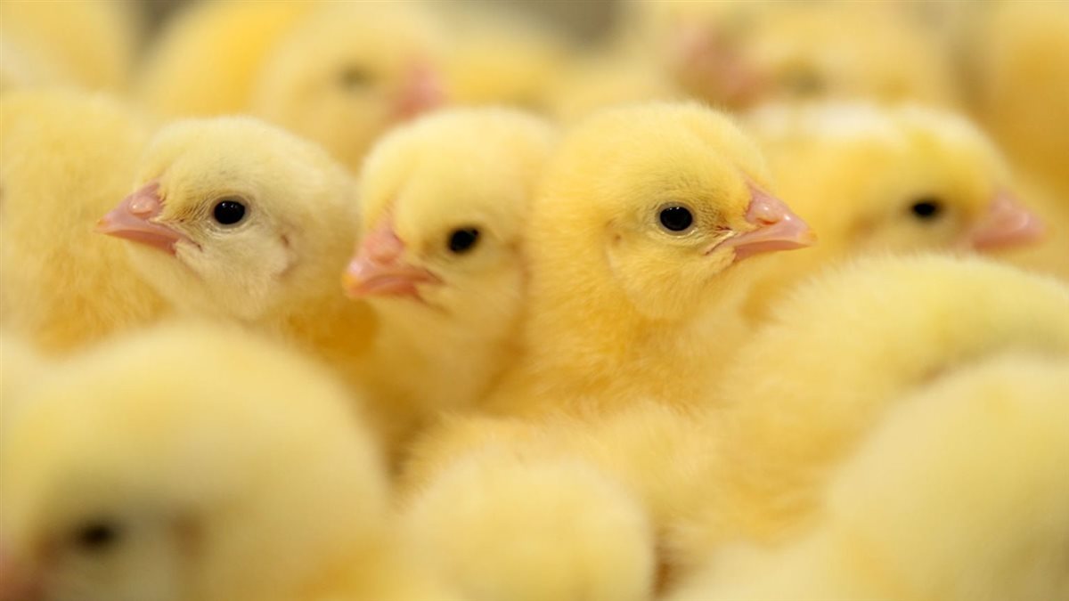 أسعار الكتكوت اليوم، الدليل المصري