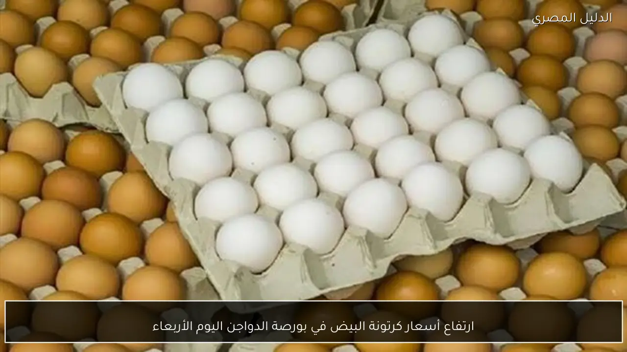 ارتفاع أسعار كرتونة البيض في بورصة الدواجن اليوم الأربعاء
