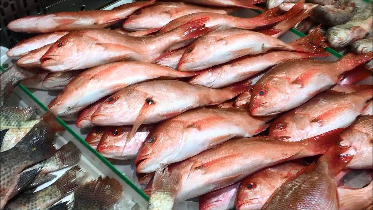 سعر السمك اليوم، الدليل المصري