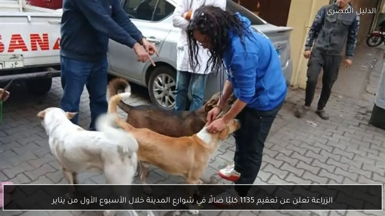 الزراعة تعلن عن تعقيم 1135 كلبًا ضالًا في شوارع المدينة خلال الأسبوع الأول من يناير