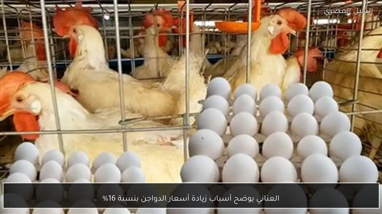 العناني يوضح أسباب زيادة أسعار الدواجن بنسبة 16%