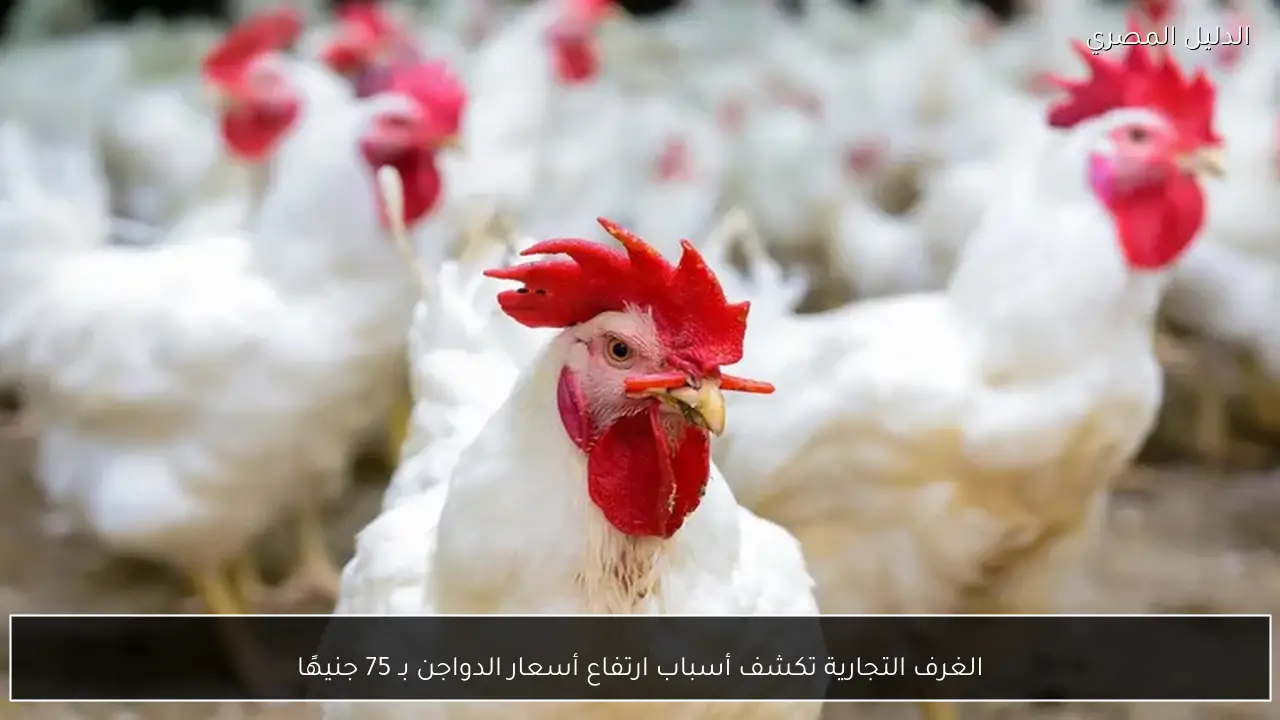 الغرف التجارية تكشف أسباب ارتفاع أسعار الدواجن بـ 75 جنيهًا
