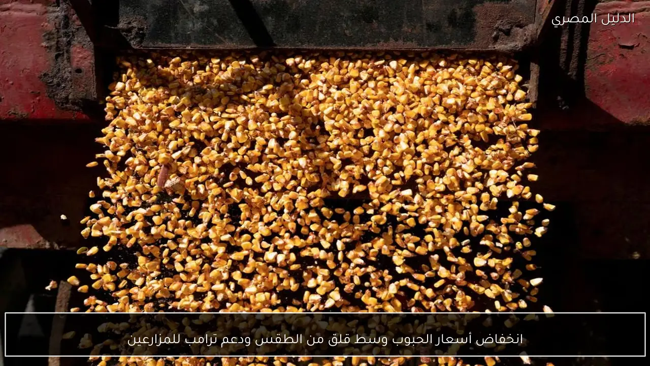 انخفاض أسعار الحبوب وسط قلق من الطقس ودعم ترامب للمزارعين