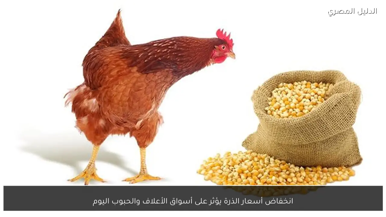 انخفاض أسعار الذرة يؤثر على أسواق الأعلاف والحبوب اليوم