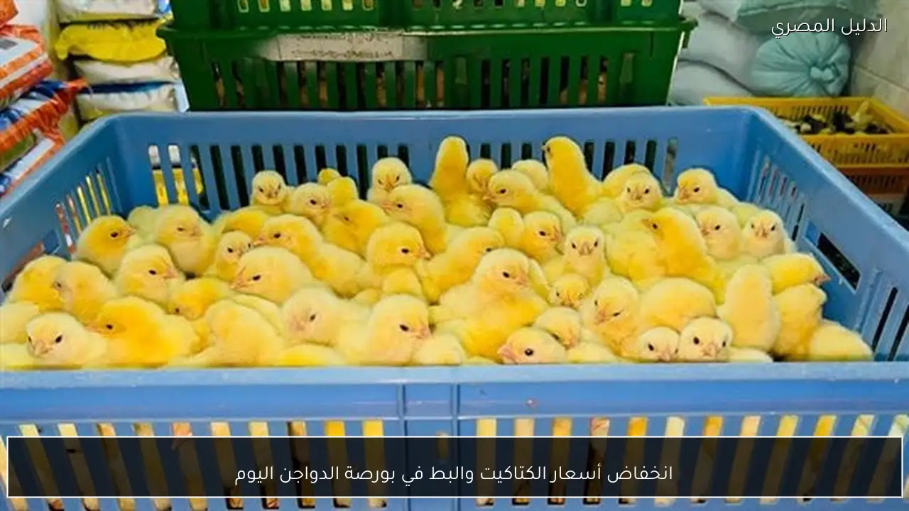 انخفاض أسعار الكتاكيت والبط في بورصة الدواجن اليوم