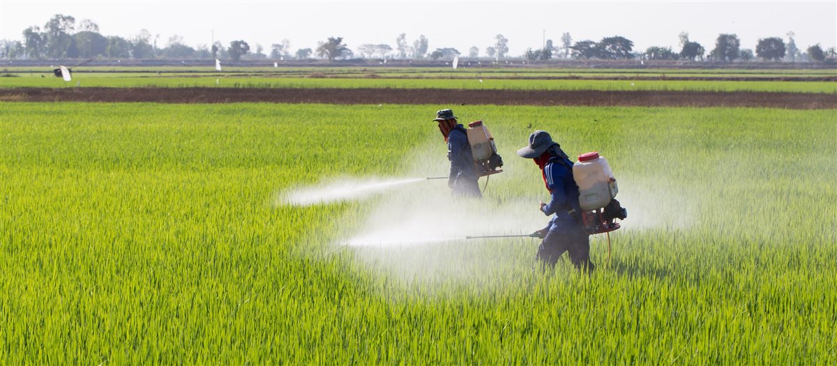 أسعار الأسمدة اليوم، الدليل المصري