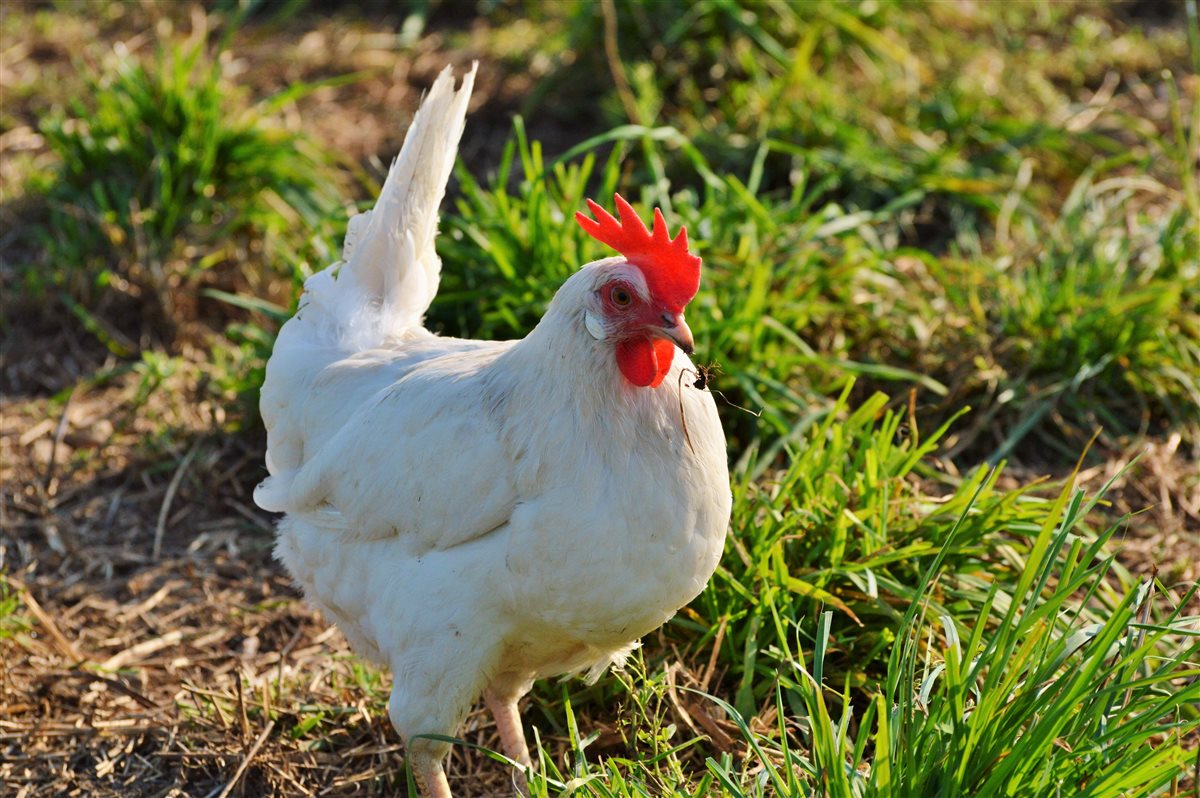 أسعار الفراخ اليوم، الدليل المصري