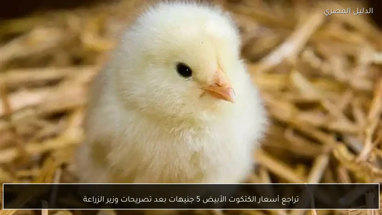 تراجع أسعار الكتكوت الأبيض 5 جنيهات بعد تصريحات وزير الزراعة