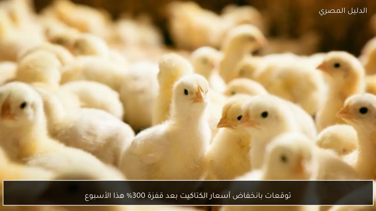 توقعات بانخفاض أسعار الكتاكيت بعد قفزة 300% هذا الأسبوع