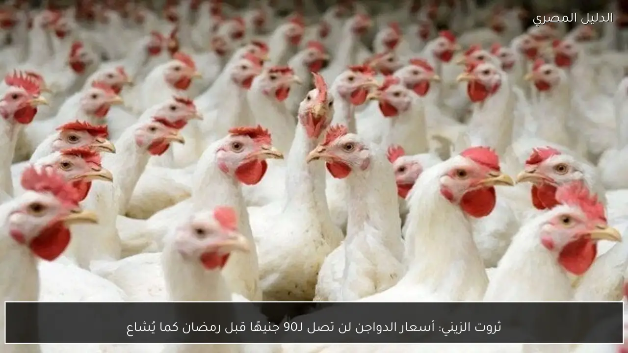 ثروت الزيني: أسعار الدواجن لن تصل لـ90 جنيهًا قبل رمضان كما يُشاع