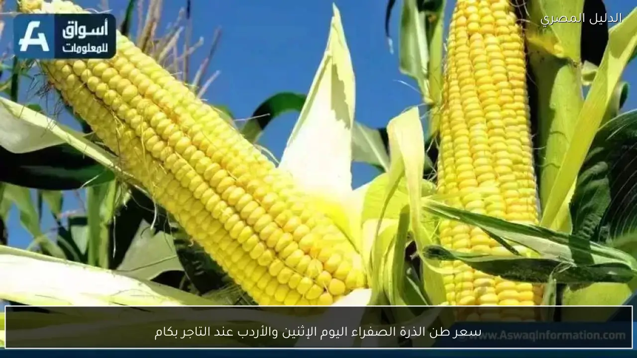 سعر طن الذرة الصفراء اليوم الإثنين والأردب عند التاجر بكام