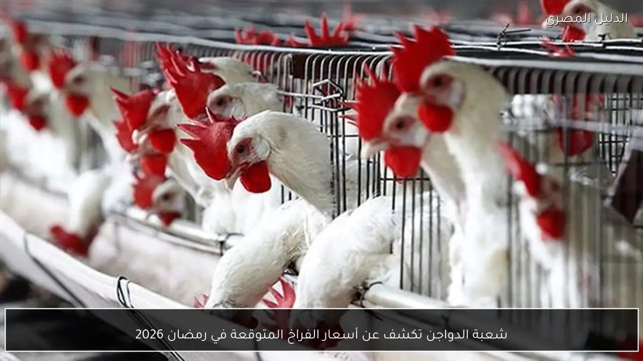 شعبة الدواجن تكشف عن أسعار الفراخ المتوقعة في رمضان 2026