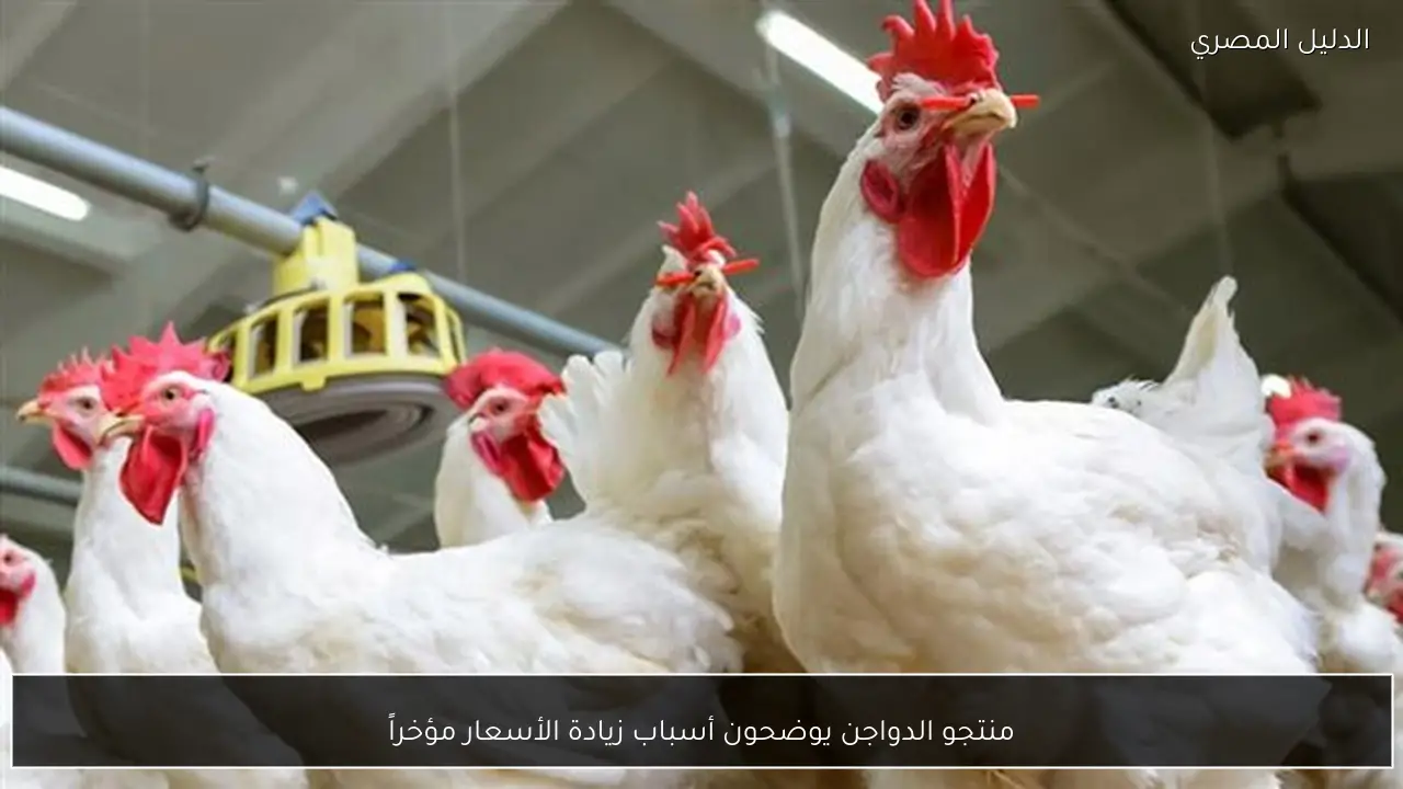 منتجو الدواجن يوضحون أسباب زيادة الأسعار مؤخراً