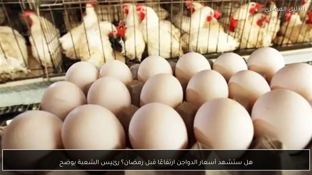 هل ستشهد أسعار الدواجن ارتفاعًا قبل رمضان؟ رئيس الشعبة يوضح